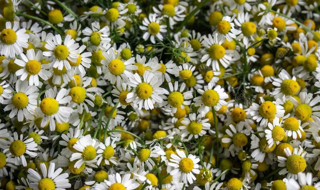 Chamomile stimulates blood circulation, helps to remove wrinkles