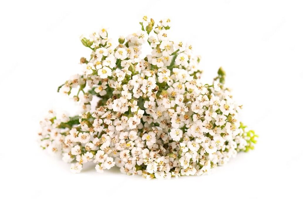 Yarrow cleanses, nourishes and soothes the skin, making it fresher, smoother and softer